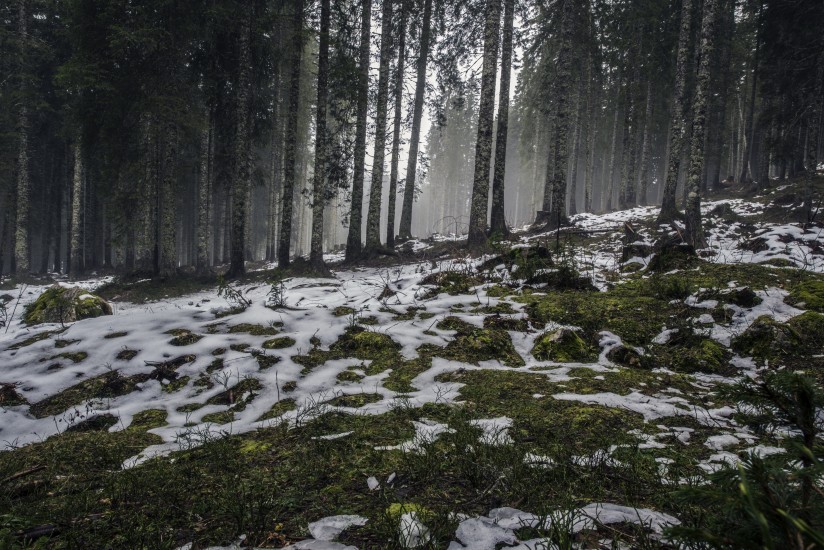 forest-nature-snow-4058-824x550